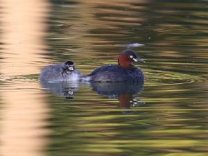 かいぼり後に子育てをはじめた水鳥のカイツブリ