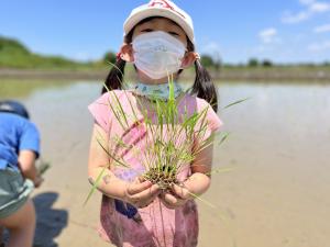 田植え