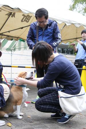 飼い犬をほめる飼い主