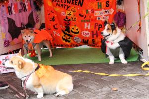 コスプレをする犬たち