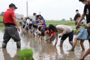 一つ一つ稲苗を植える参加者